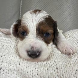 Lady - Piebald female Dachshund puppy in Chillicothe, Ohio from Brittney's Dachshunds
