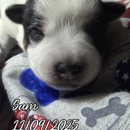 Sam - Blue male Australian Cattle Dog puppy in Fife Lake, Michigan from Kurczak Farm LLC