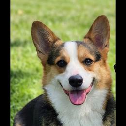 Raven - Pembroke Welsh Corgi