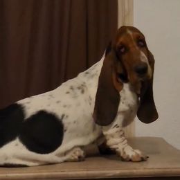 Girl 3 - Black brown and white Basset Hound puppy in Mercedes, Texas from Long's Mount Olympus Basset Hounds