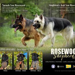German Shepherds from Rosewood German Shepherds