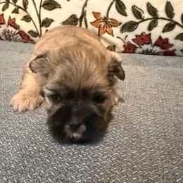 Skye - Brown female Shichon puppy in Bushnell, Florida from Diamond Belle Puppies, LLC