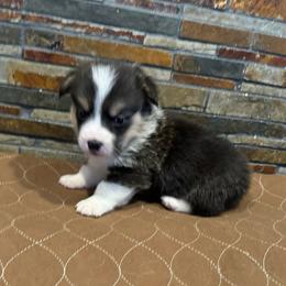 Boy 1 - Black and tan male Pembroke Welsh Corgi puppy in Visalia, California from VIP Stables