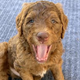 Goldendoodle Puppies from Rosie's Doodle Den