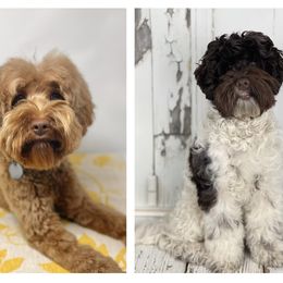 Australian Labradoodle puppies from Little Farmstead Labradoodles