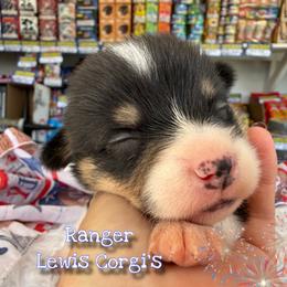 Ranger - Black and tan male Pembroke Welsh Corgi puppy in Purcell, Oklahoma from Lewis Aussie’s & Corgi’s