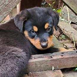 Rottweiler Puppies from Emperor Rottweilers