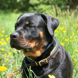 Rottweilers from Wellslands Rottweilers