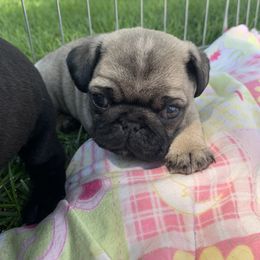 Pug All Grown Up from Katy Holland