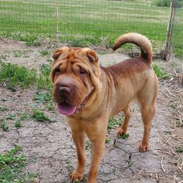 Elsa - Chinese Shar-Pei