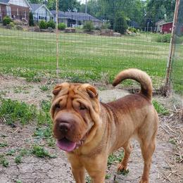 Elsa - Chinese Shar-Pei