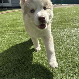 Siberian Husky Puppies from Young Orchard Siberians