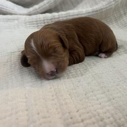 Bowie - Red male Cavapoo puppy in Glendale, Arizona from Dashing Dogs