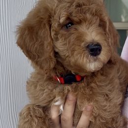 Ruby - Red  female Goldendoodle puppy in Richmond, Texas from Harper’s Heartbeats
