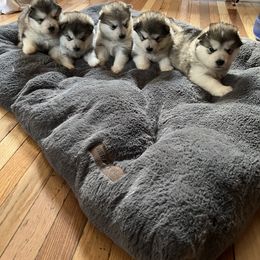 Alaskan Malamute Puppies from Sno-Ridge Alaskan Malamutes est 1972