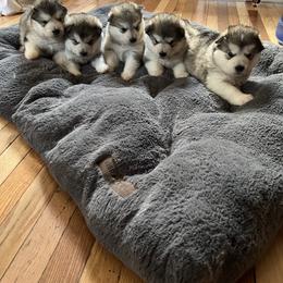 Alaskan Malamute Puppies from Sno-Ridge Alaskan Malamutes est 1972