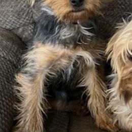 Yorkshire Terriers from Independent Breeder