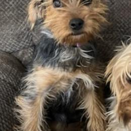 Yorkshire Terriers from Independent Breeder