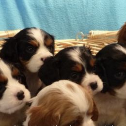 Cavalier King Charles Spaniels from Sandy Smith's Cavalier King Charles Spaniels