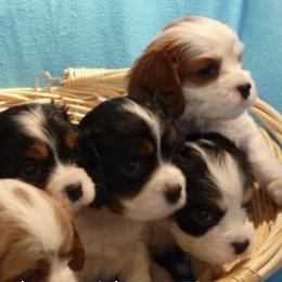 Cavalier King Charles Spaniels from Sandy Smith's Cavalier King Charles Spaniels