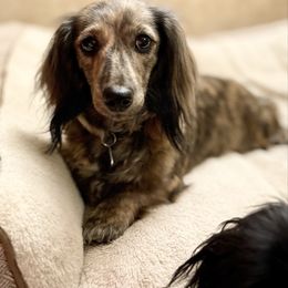 Winnie - Dachshund