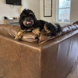 Mable - Cockapoo