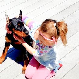 Doberman Pinscher Puppies from Imperium Dobermann Kennel