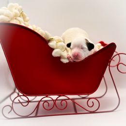 Seal - White male Chinese Crested puppy in New Smyrna Beach, Florida from FronkLinn Kennel