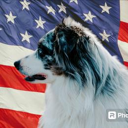Solly - Miniature Australian Shepherd
