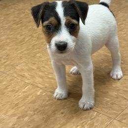 Gritt - Tri-color female Jack Russell Terrier puppy in Yakima County, Washington from Saddle Rock Kennels