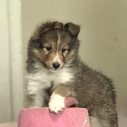 Kira - Sable and white female Shetland Sheepdog puppy in Pleasant Shade, Tennessee from Odyssey Shetland Sheepdogs