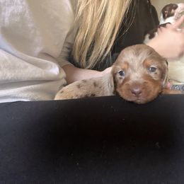 Dachshund Puppies from Royalty Grove Dachshunds