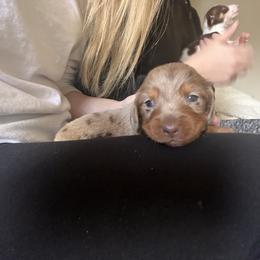 Dachshund Puppies from Royalty Grove Dachshunds