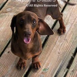 Rodeo - Dachshund