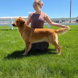 Maggie - Golden Retriever