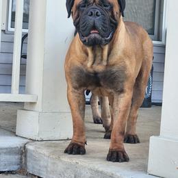 Ruby - Bullmastiff