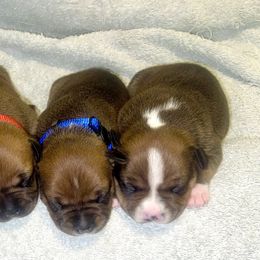 Staffordshire Bull Terrier puppies from Irresistibull Staffords