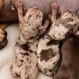 Dapple girl 2 - Dapple female Dachshund puppy in Madison, Wisconsin from SK Miniature   Dachshunds