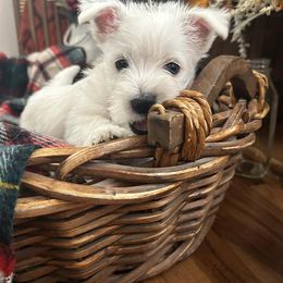 West Highland White Terrier Puppies from Kelli Butterfield