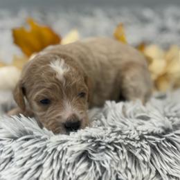 Bailey - Apricot male Goldendoodle puppy in Ambrose, Georgia from Brandilyn's Aussies