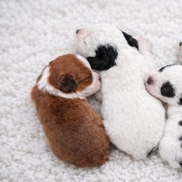Aussiedoodle puppies from Kristy’s Kennels