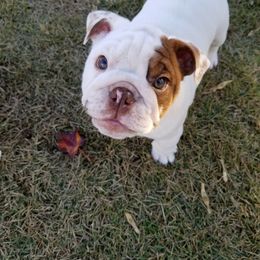 Bulldog Puppies from Bayside Bullies