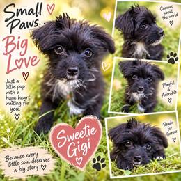 Gigi - Black female Yorkipoo puppy in Chattanooga, Tennessee from Joyfull Pals