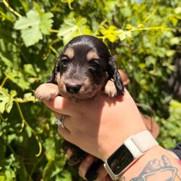 Boy 1 - Black and tan male Dachshund puppy in Santa Rosa, California from Signature Mini Dachshunds