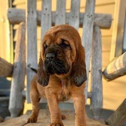 Jade - Red female Bloodhound puppy in Marvell, Arkansas from Hat Creek Kennel