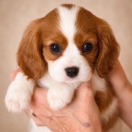 MiMi - Blenheim female Cavalier King Charles Spaniel puppy in Albany, Georgia from Legend Cavaliers
