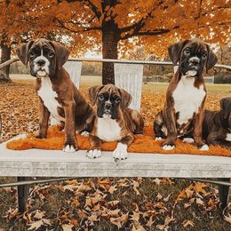 Boxer Puppies from Smokin S Kennel