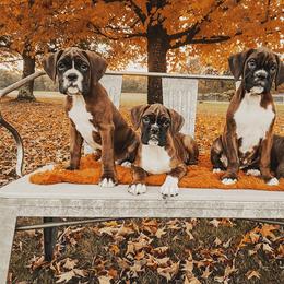 Boxer Puppies from Smokin S Kennel