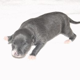 Lola Female 2 - Blue female Italian Greyhound puppy in Caryville Fl And Sparta Tn, Tennessee from Summerwind Kennel