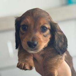 Shaded Red- Cupid 3500 - Red male Dachshund puppy in North Branch, Michigan from Monarch Miniature Dachshunds